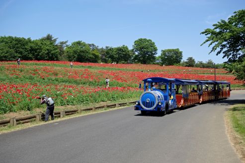 【紹介】フルーツ公園でパークトレインの運行