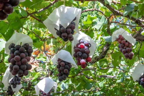 【紹介】果物の仕分け・出荷準備／短期